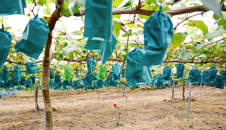 木に実る農園の高級ブドウ