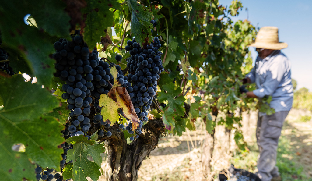 農園の黒いブドウ