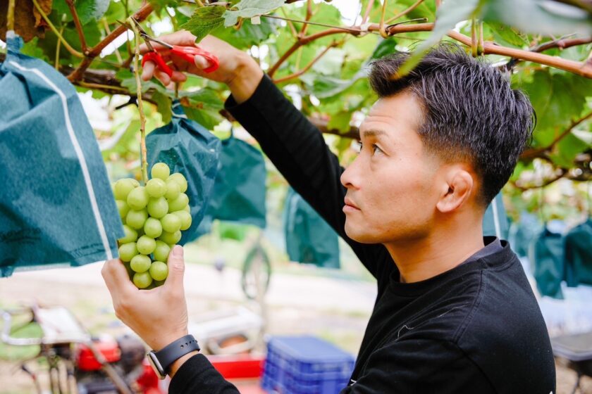 シャインマスカットを収穫する男性